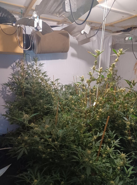 cannabis