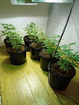 order thc online