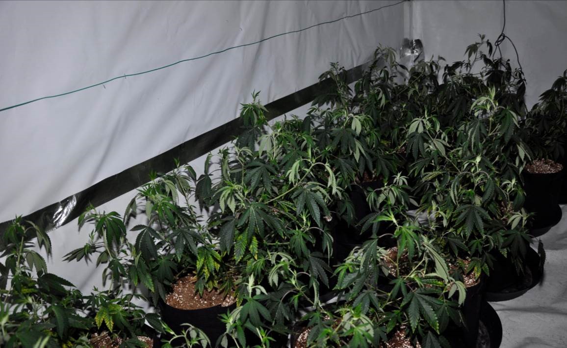 Cannabis