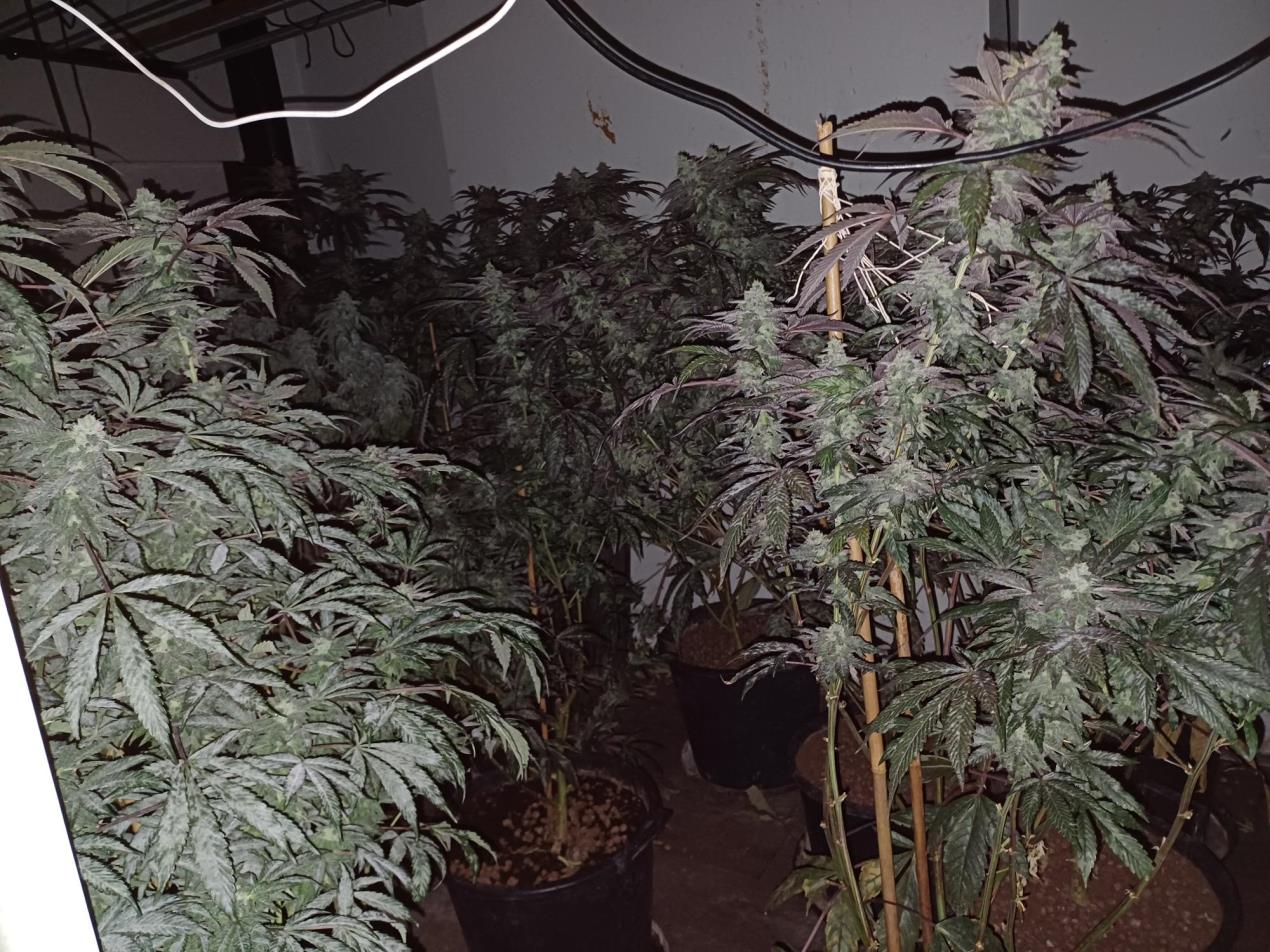 Evolve cannabis 2.jpg