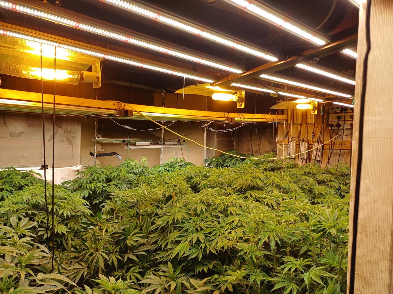 Evolve cannabis 4.jpg