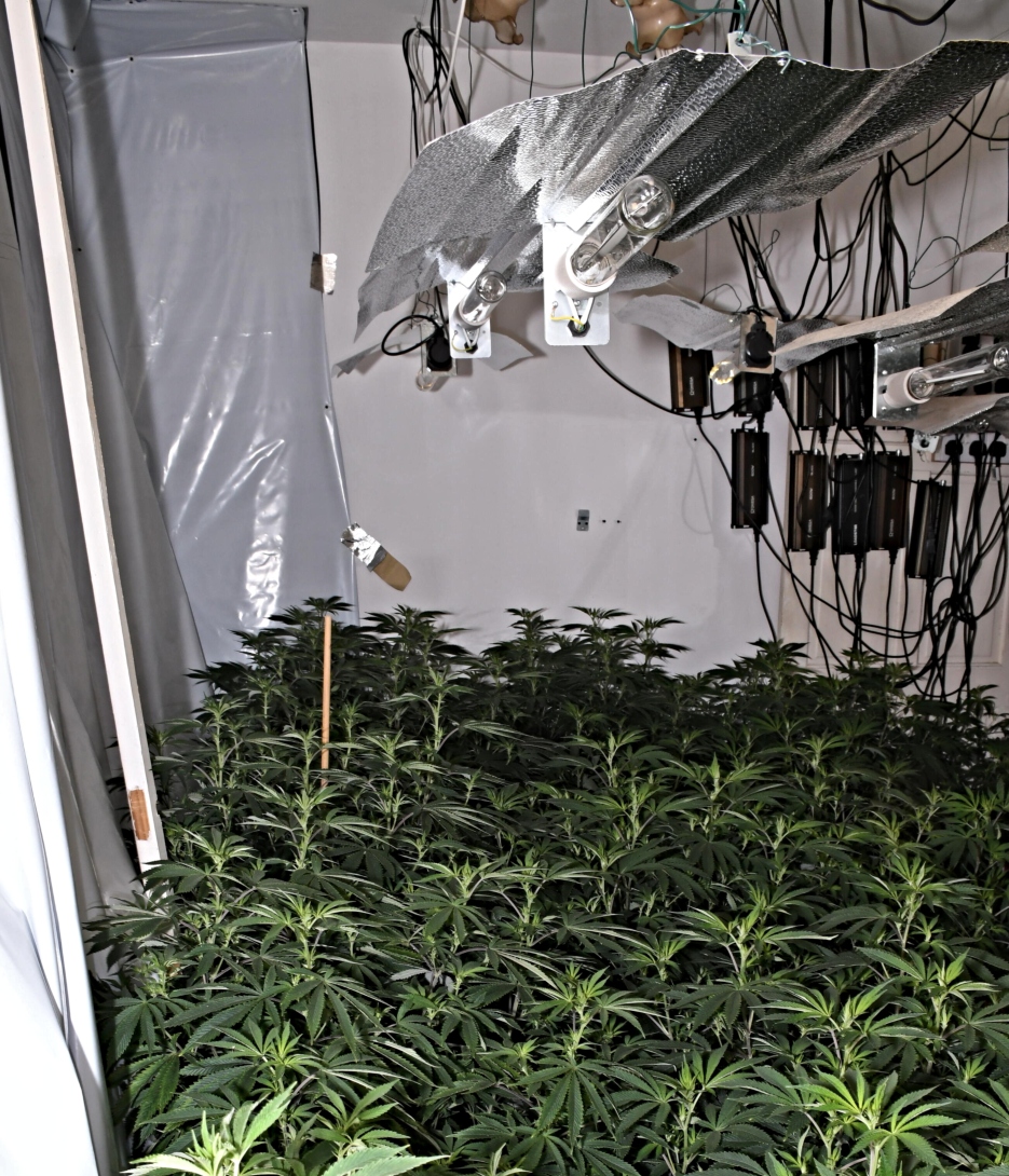 cannabis plants (3).jpg