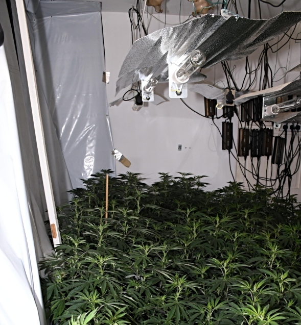 cannabis farm