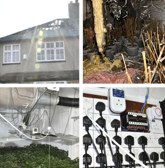 cannabis farm