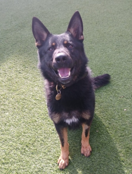 PD Jojo