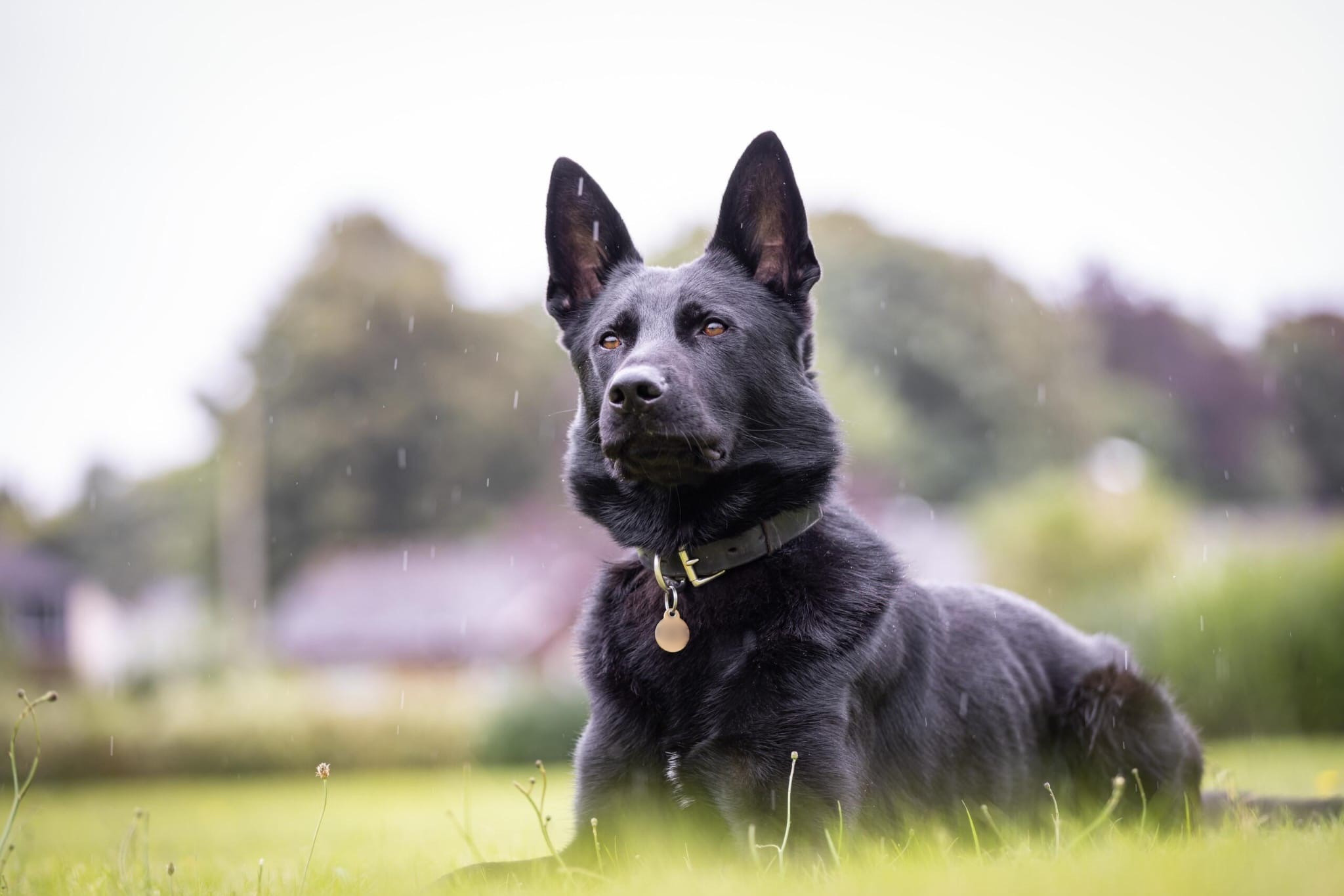 pd turbo