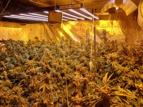 Cannabis