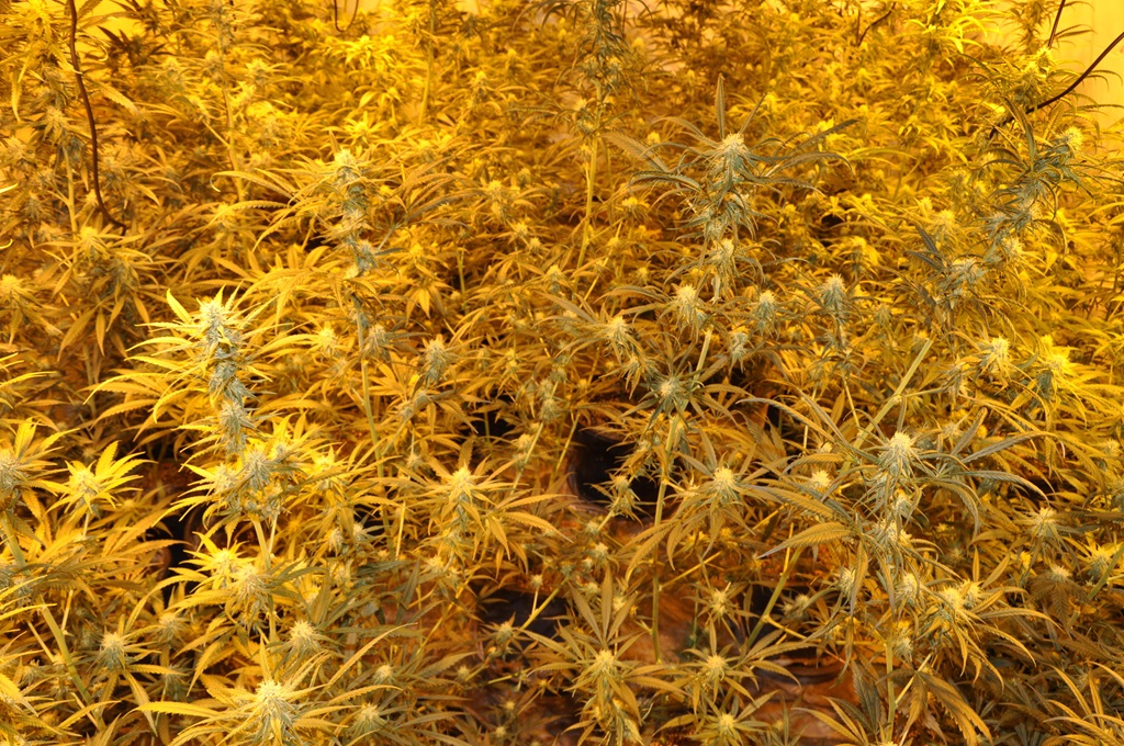 Cannabis