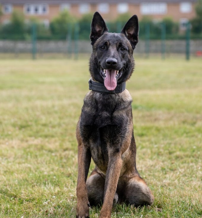 pd bane