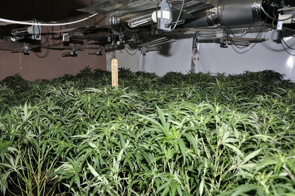 Cannabis farm